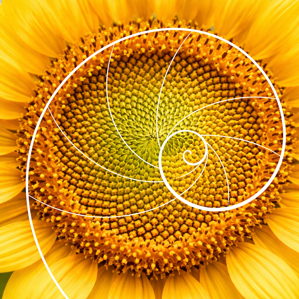 Spirali nel girasole