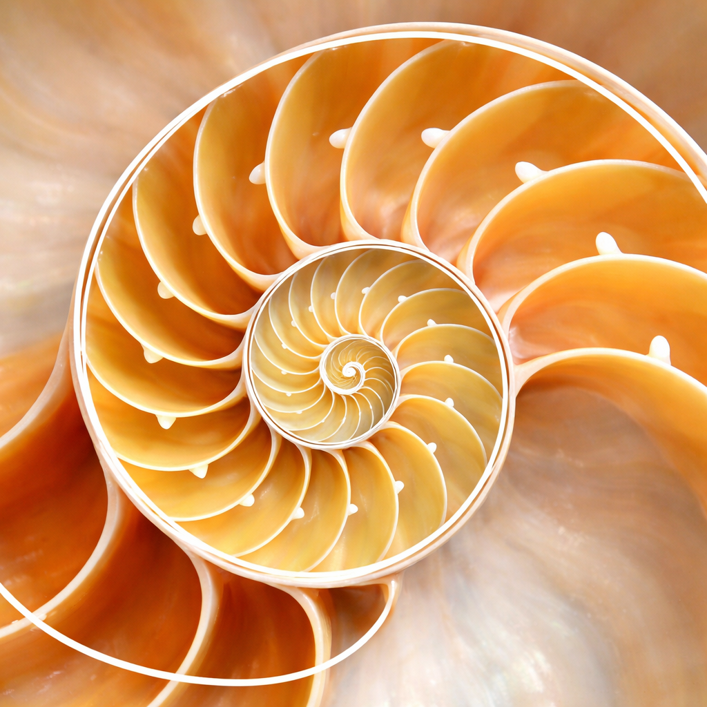 Spirale della conchiglia